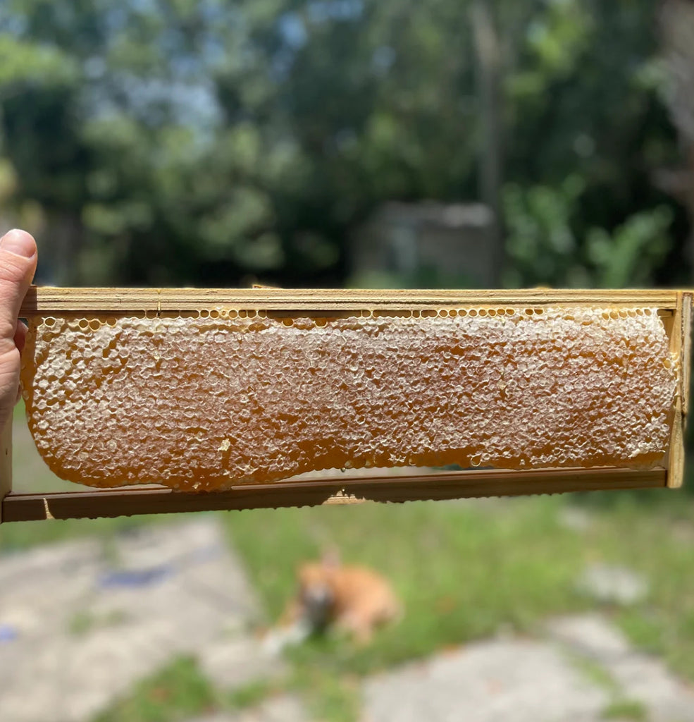 Local Wildlight: Tupelo Honey  WH01